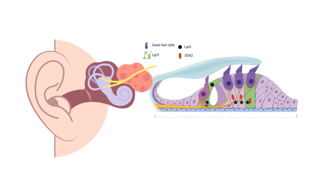 Illustration depicting the inner ear with focus on the hair cells, which are crucial for hearing.