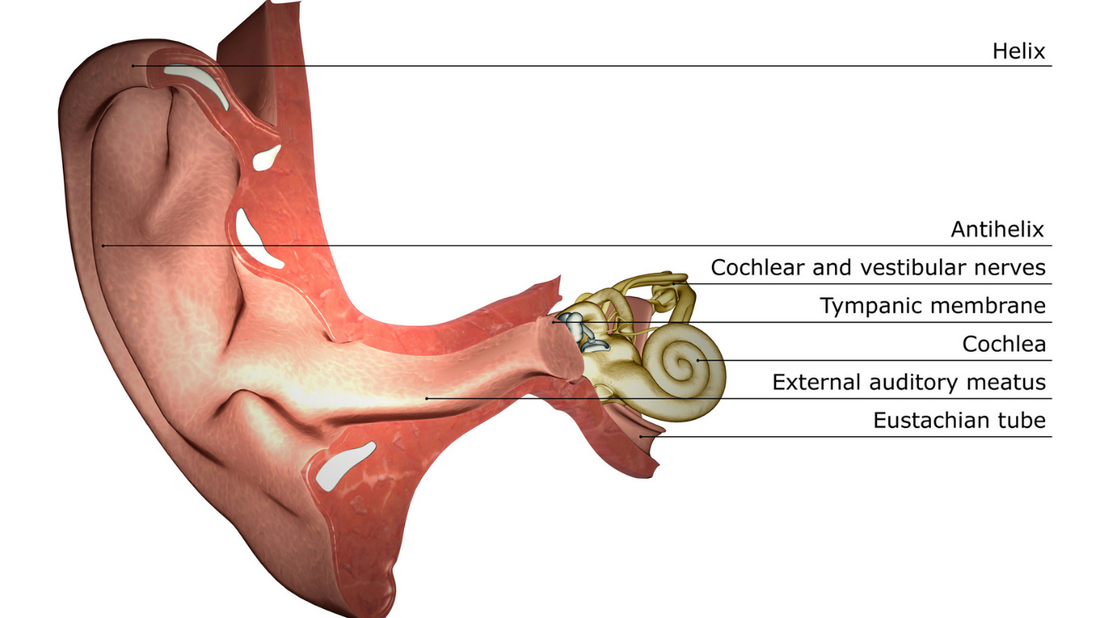 An illustration depicting the inner workings of the ear, showing the outer ear, middle ear bones, and inner ear cochlea.