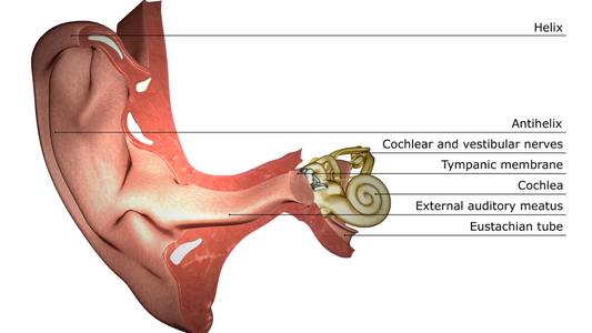 An illustration depicting the inner workings of the ear, showing the outer ear, middle ear bones, and inner ear cochlea.