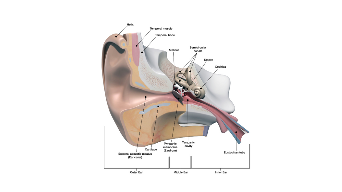 Diagram illustrating the inner ear anatomy, including structures involved in hearing and balance.